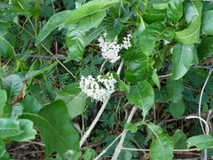 Pavetta indica