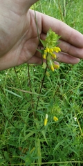 Rhinanthus serotinus aestivalis