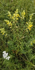 Rhinanthus serotinus aestivalis