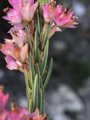 Lamprotis