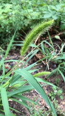 Setaria viridis