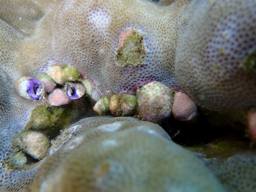 Coralliophila violacea observed 2024-11-29
