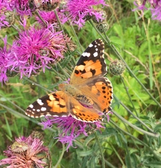 Vanessa cardui