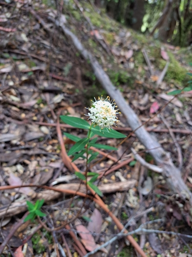 Image of Pimelea ligustrina by (c) Corey O'Brien, some rights reserved (CC BY)