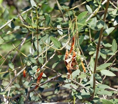 Cadaba fruticosa