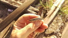 Plestiodon tetragrammus