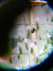 Bombus sonorus