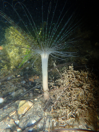 Pachycerianthus solitarius