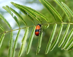 Clytra subfasciata