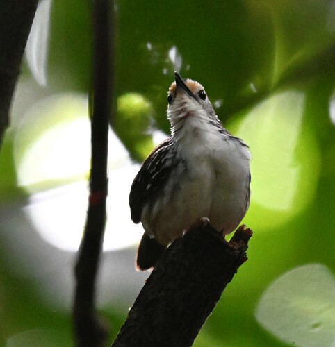 Striped Wren-Babbler (Kenopia striata), photo 7