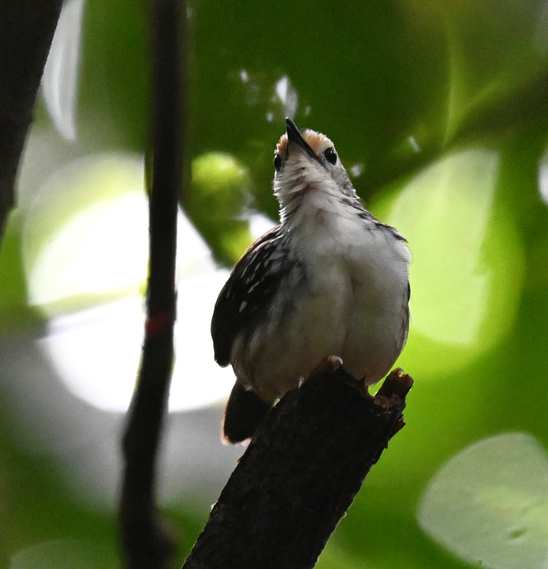 Striped Wren-Babbler