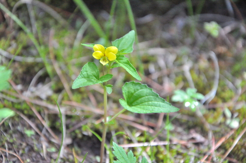 Viola delavayi observed 2019-07-16