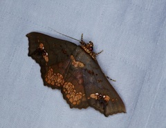 Lopharthrum comprimens