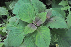 Perilla