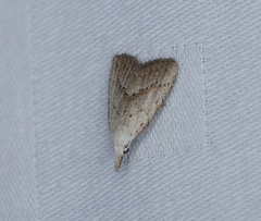 Meganola brunellus
