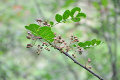 Zanthoxylum simulans