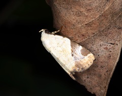 Pseudeustrotia semialba