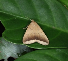 Simplicia mistacalis