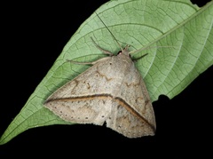 Ugia insuspecta