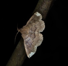 Adrapsa quadrilinealis