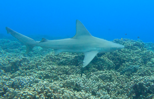 Sandbar Shark, photo 6 of 8