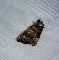 Chlumetia transversa