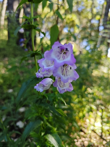 Image of Bellflower Beardtongue (Penstemon campanulatus) by (c) Guillermo Huerta Ramos, some rights reserved (CC BY)
