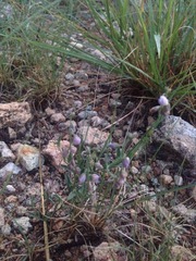 Hebecarpa barbeyana