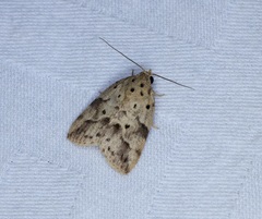 Giaura multipunctata