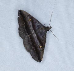 Hadennia jutalis