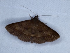 Hypospila bolinoides