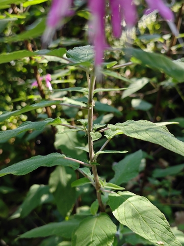 Image of Salvia iodantha by (c) Guillermo Huerta Ramos, some rights reserved (CC BY)