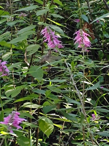 Image of Salvia iodantha by (c) Guillermo Huerta Ramos, some rights reserved (CC BY)
