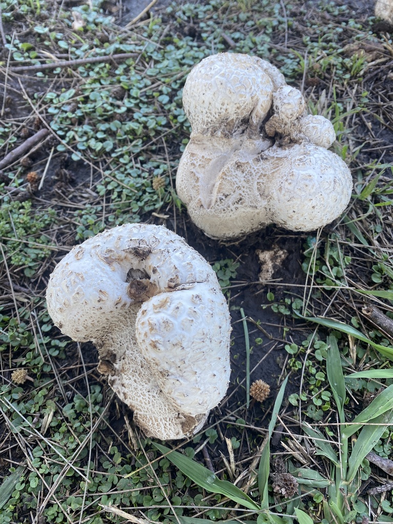 Calvatia cyathiformis · December 2024 · photo: © carancho (iNaturalist, cc-by)