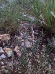 Hebecarpa barbeyana
