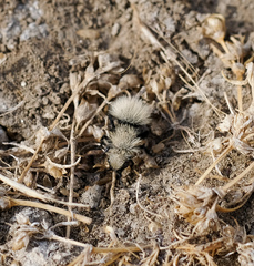 Dasymutilla coccineohirta