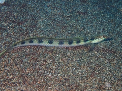 Trichonotus setiger