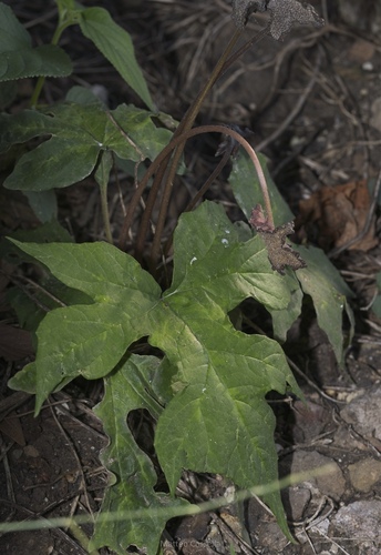 Dorstenia drakena (Dorstenia drakena)