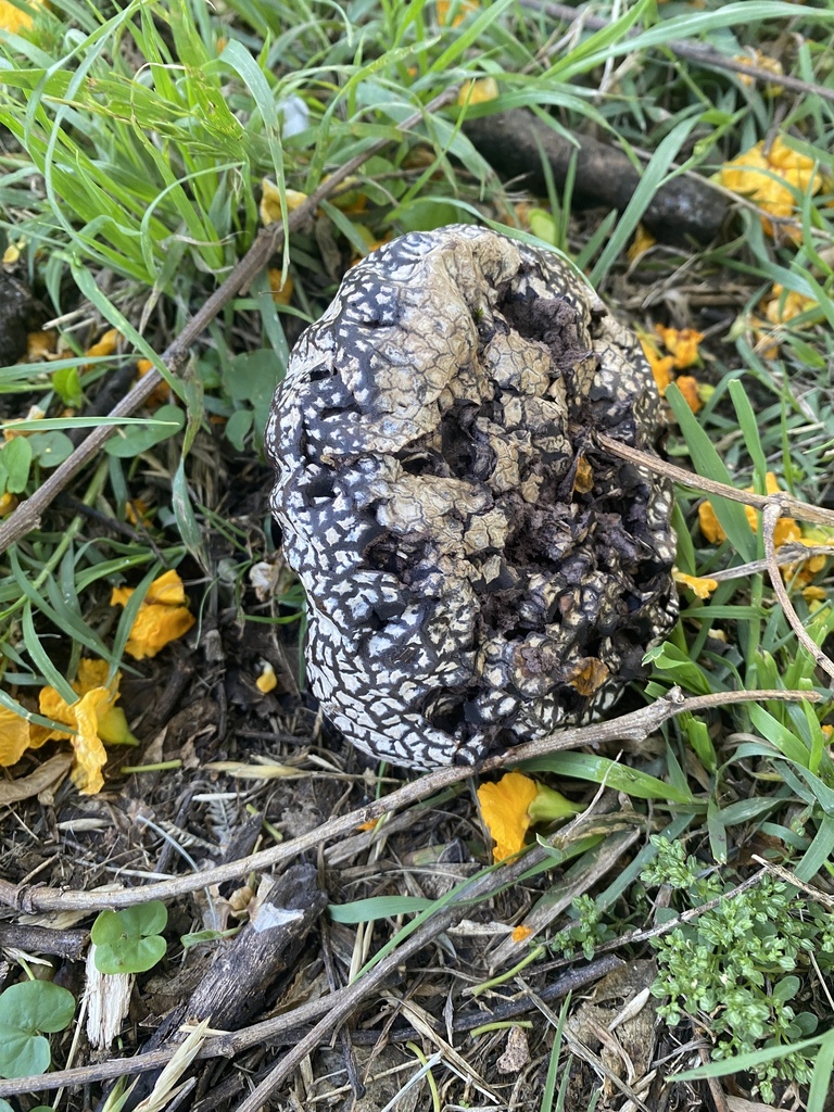 Calvatia cyathiformis · December 2024 · photo: © carancho (iNaturalist, cc-by)