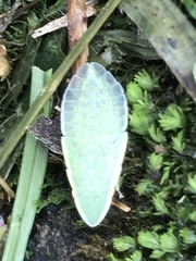 Petalocephala