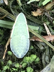 Petalocephala