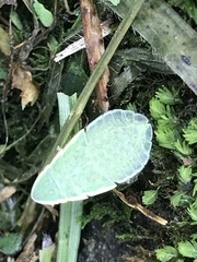 Petalocephala