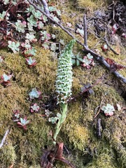 Platanthera elegans elegans