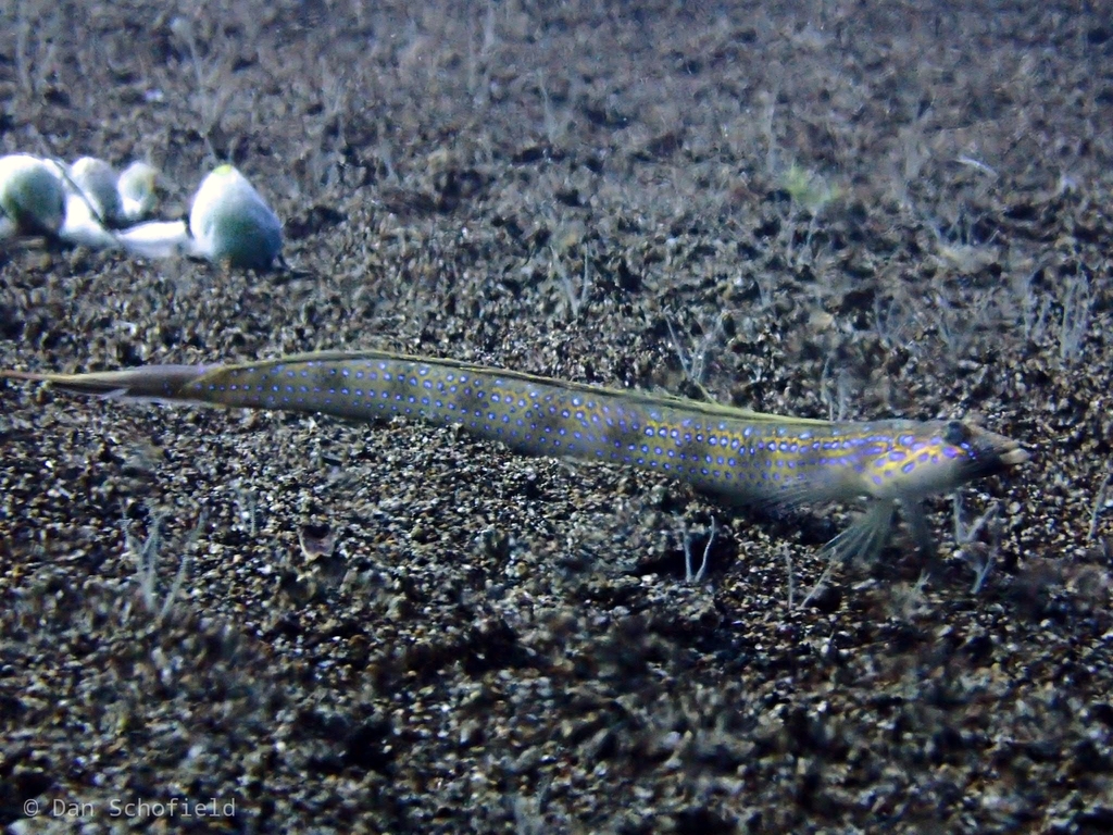 Trichonotus setiger
