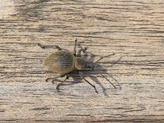 Otiorhynchus