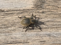 Otiorhynchus