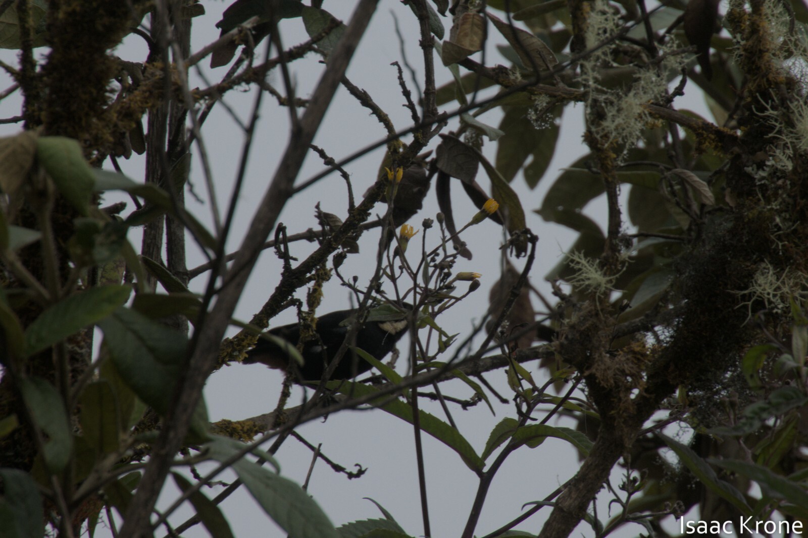 Moustached Flowerpiercer (Diglossa mystacalis), photo 5