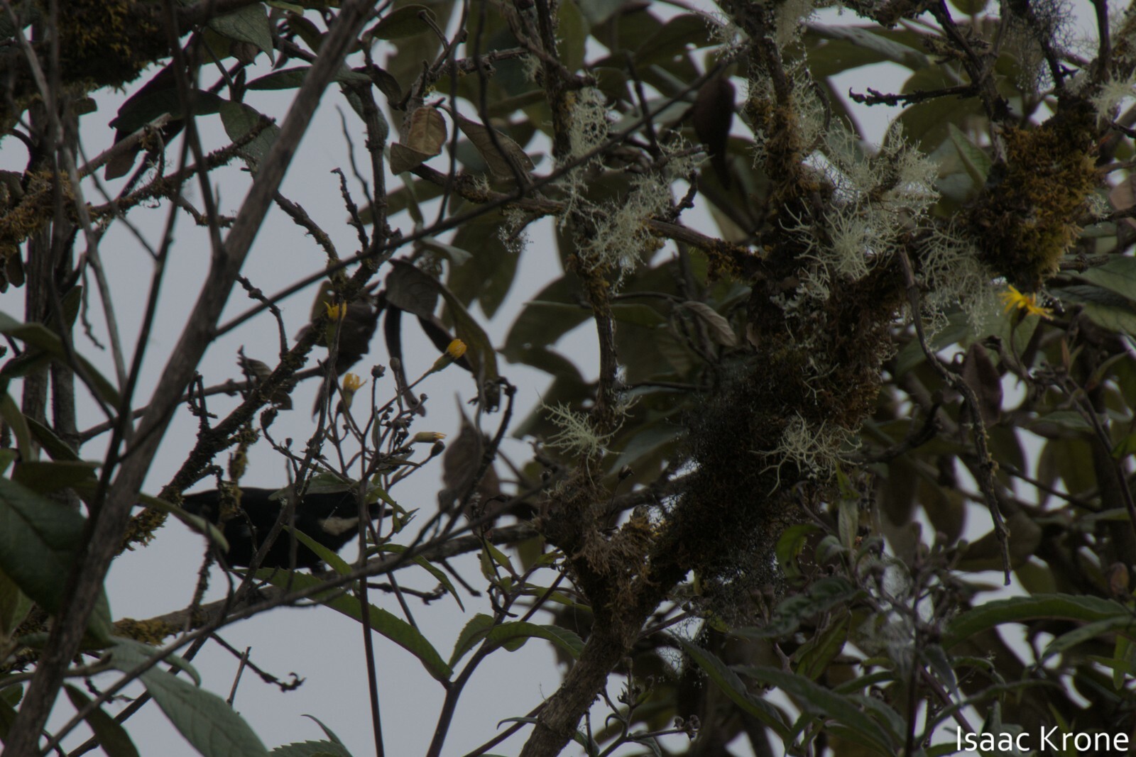 Moustached Flowerpiercer (Diglossa mystacalis), photo 6