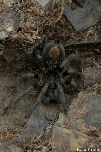 Hapalotremus hananqheswa