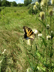 Papilio glaucus glaucus